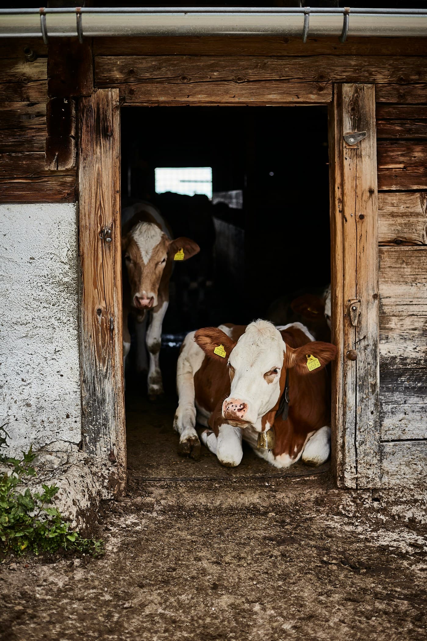 Dos vacas lecheras observando desde un establo