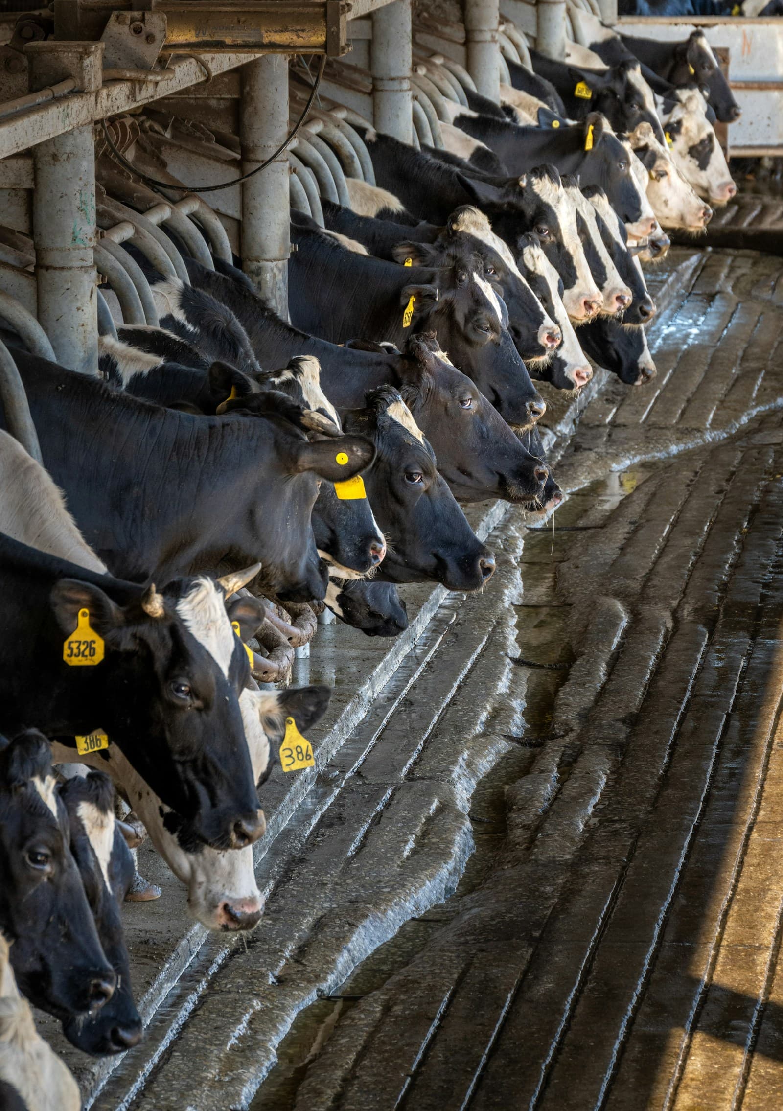 Hato de vacas lecheras dentro de una sala de ordeña